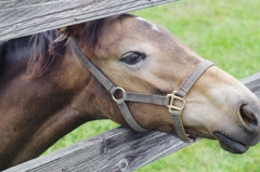 メッセージ・・・・