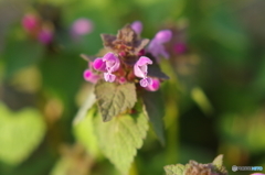 野の花３