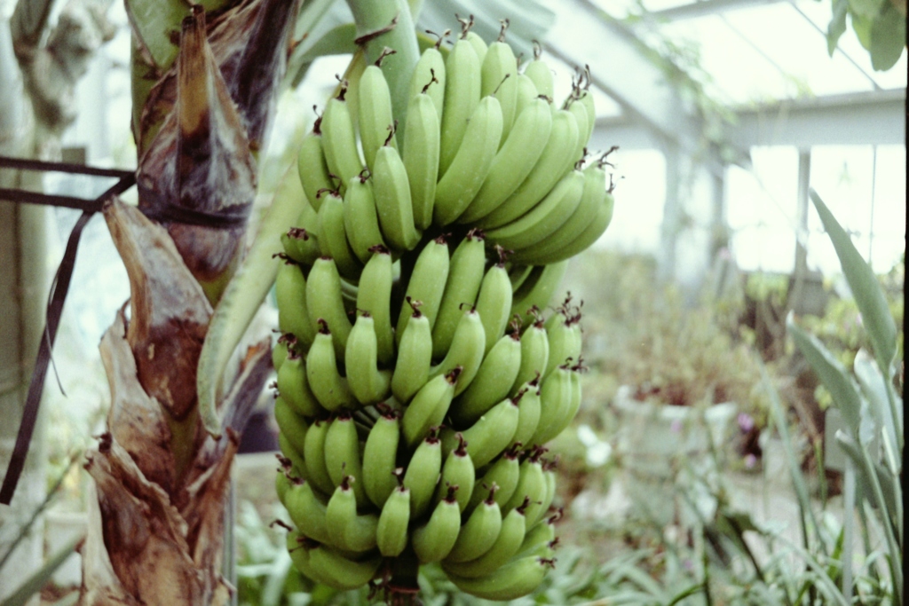 温室のワンショット２