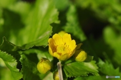 野の花４・・・