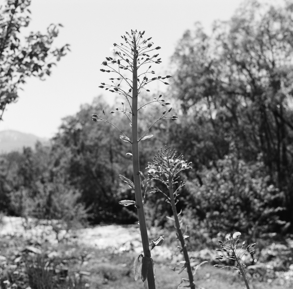 フキノトウ吹き飛ぶ？