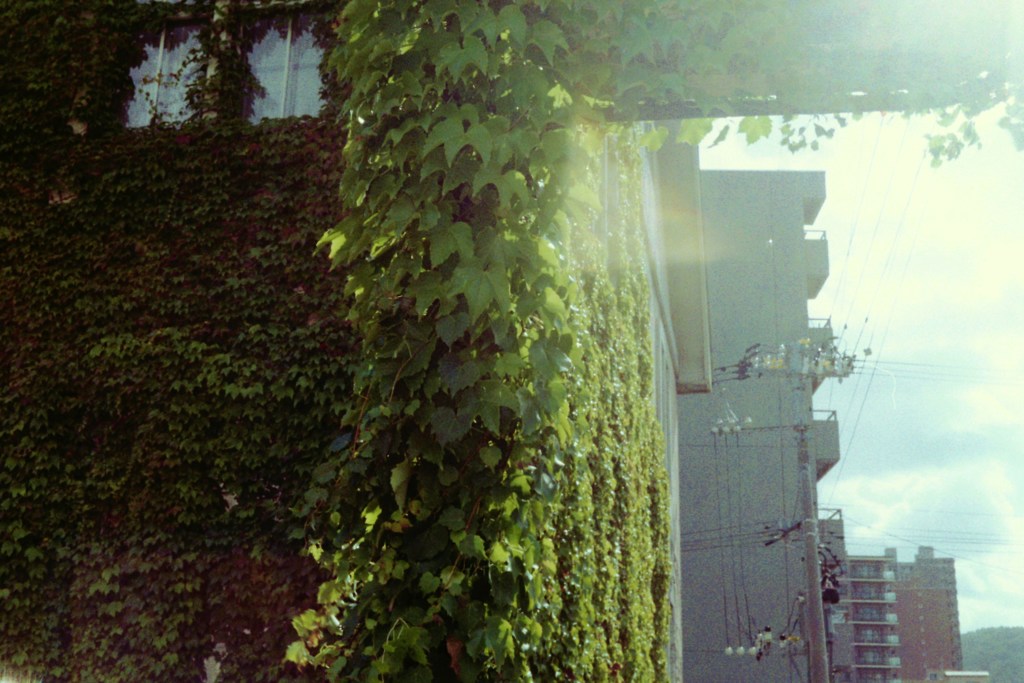 逆光の蔦・・・