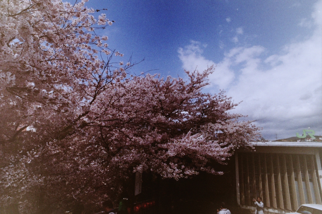 駅前の桜咲く