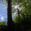 渓谷に木漏れ日・・・