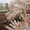 サクラ散歩１２