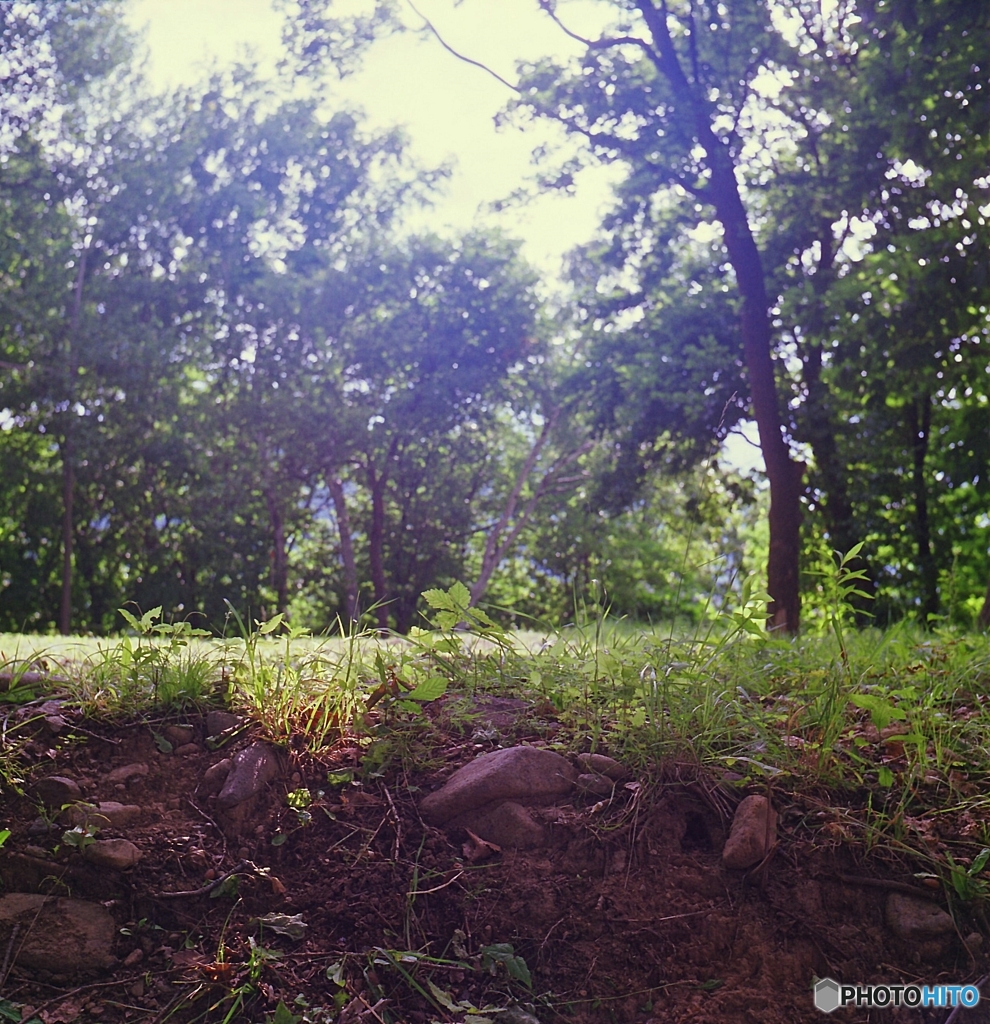 夏の社で・・・