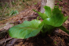 自然の艶・・・