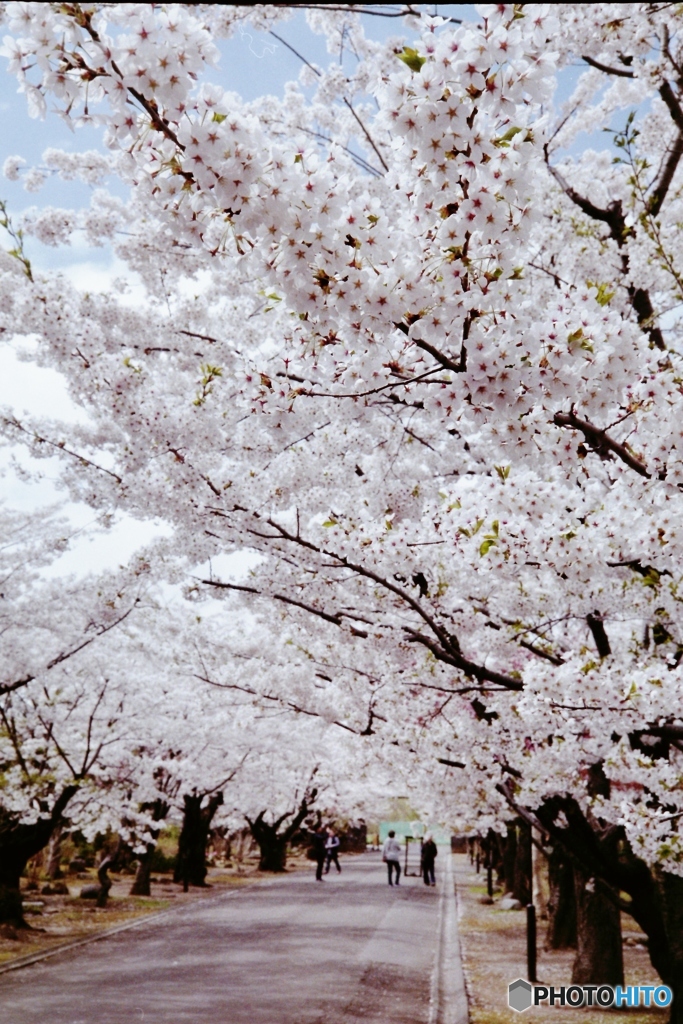 庭園桜５