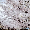 庭園桜５