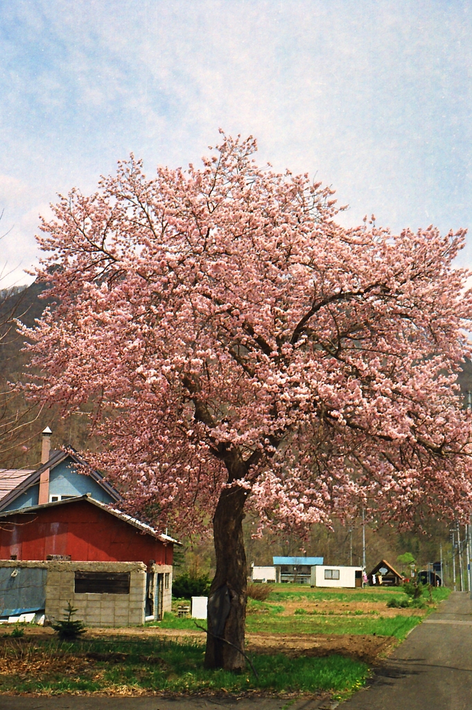 一人咲き