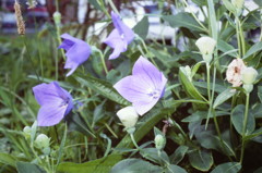 庭の桔梗・・・