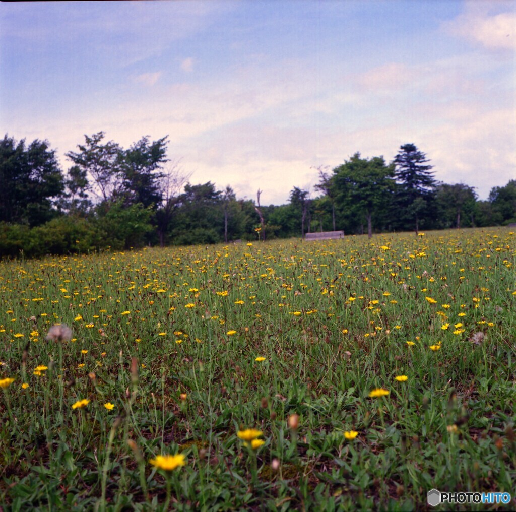 夏の原っぱ・・・