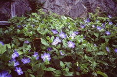 石垣下の涼・・・