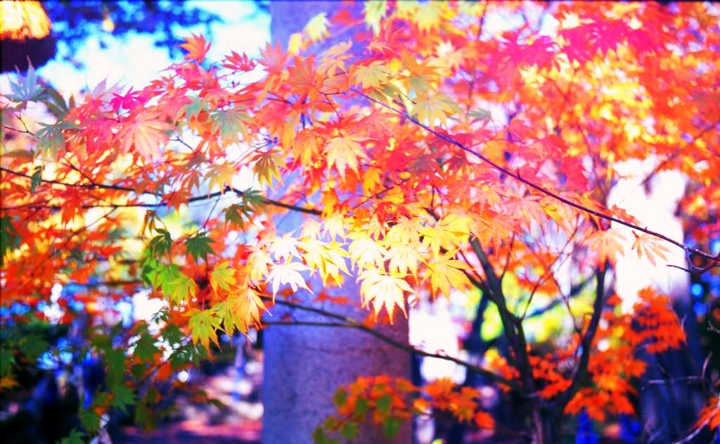木漏れ日朝もみじ・・・