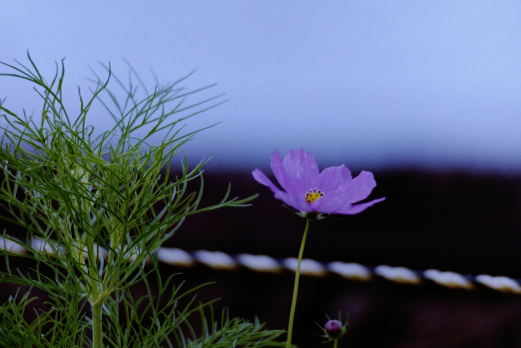線路わきの一輪・・