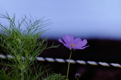 線路わきの一輪・・