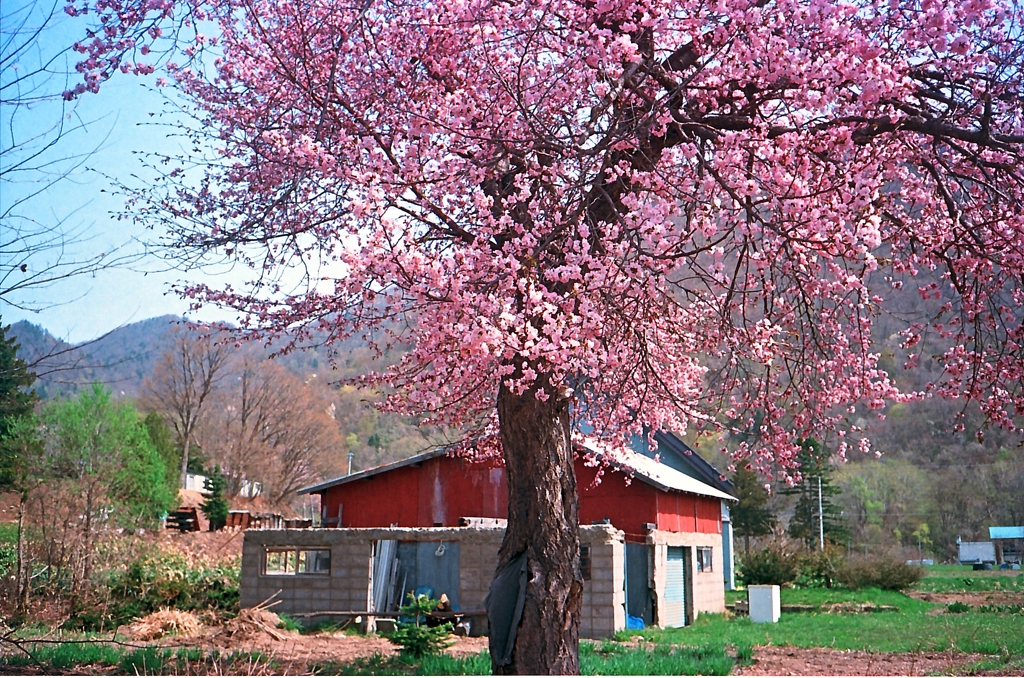 一本桜