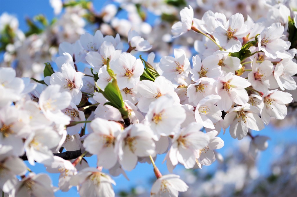 河原の桜２