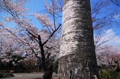 近所の桜の庭園で