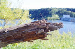 ダム湖に沈んでた木　