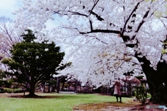 庭園桜