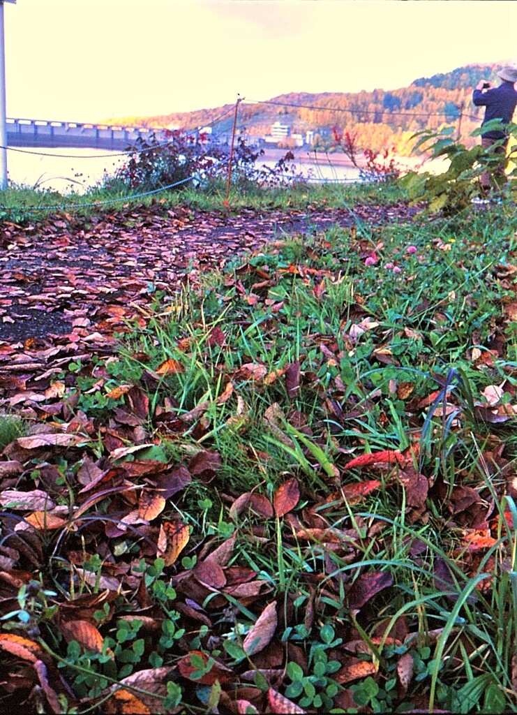 秋の遊歩道・・・