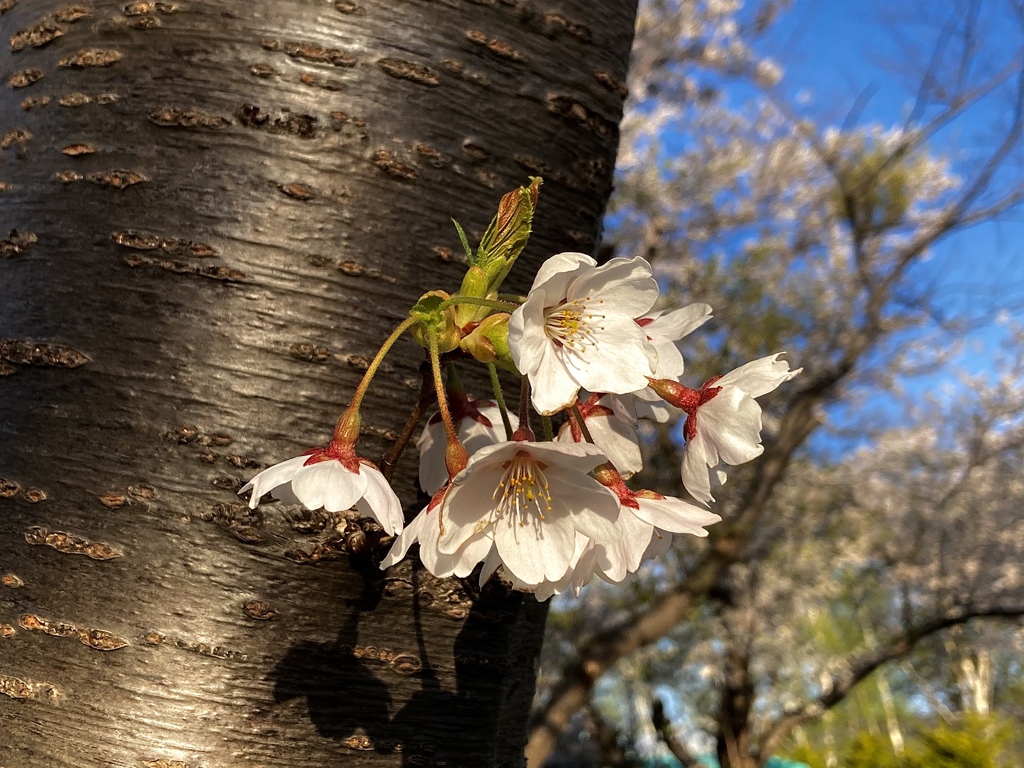 プチ花見…