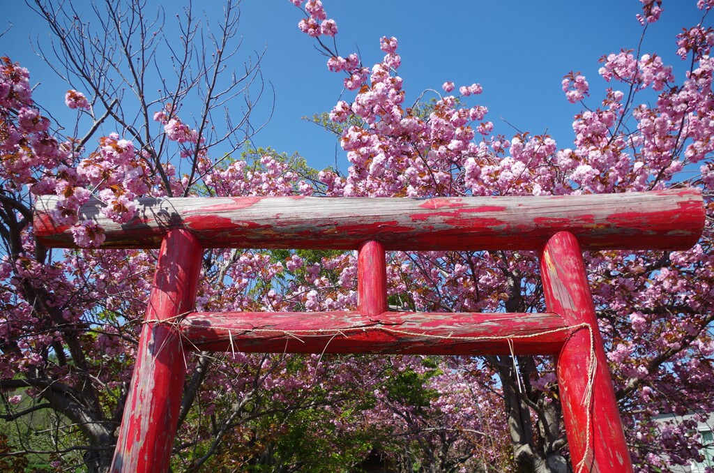 花をまとって