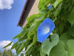 青は青を呼ぶ！