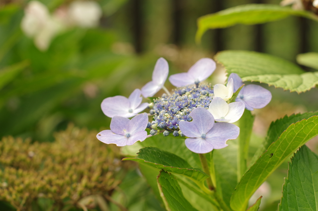 綺麗じゃないか