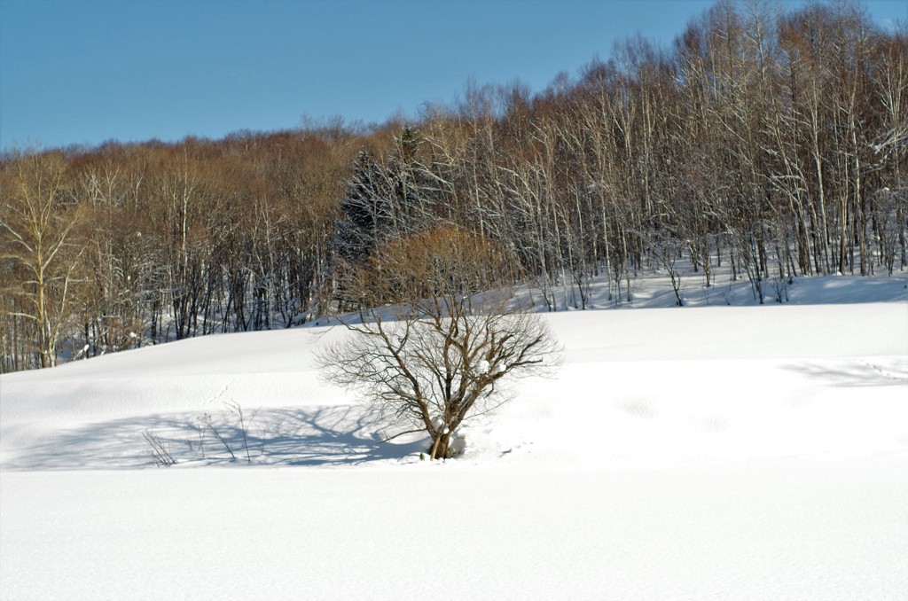 積雪の丘・・・