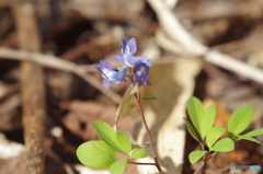 野の花１