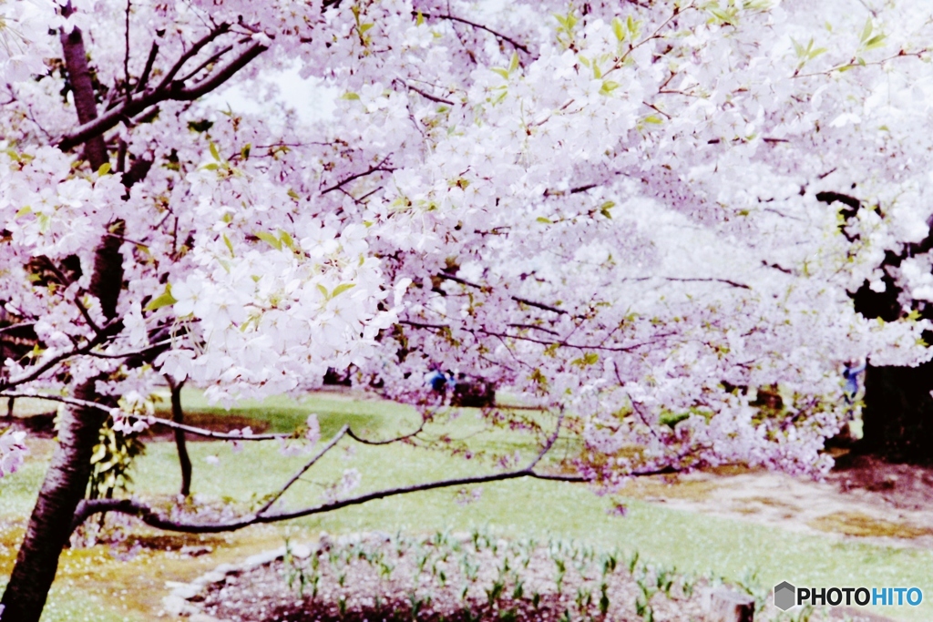 庭園桜２