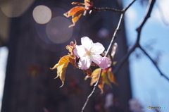 ゴーストも花のにぎわい・・・