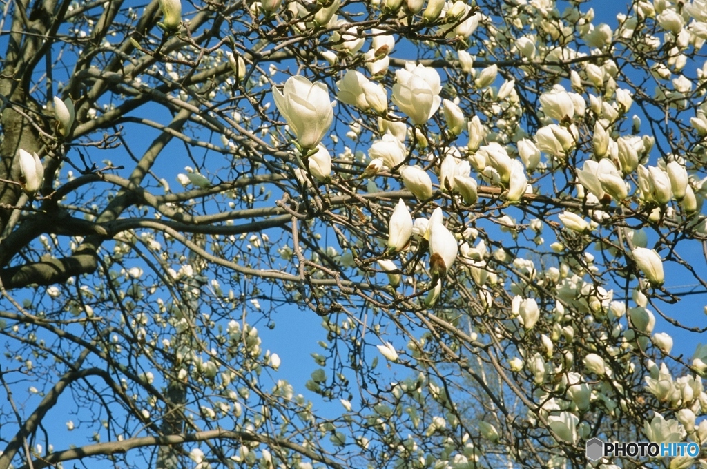 コブシの花？・・・