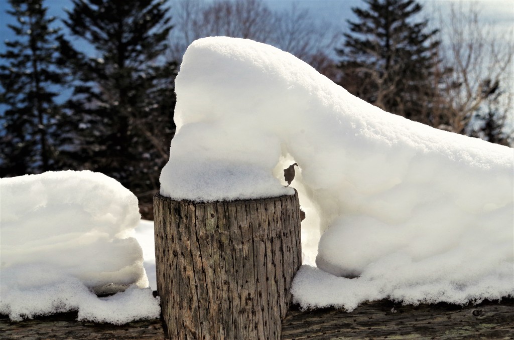 ゾウアザラシ的・・・