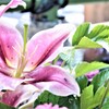 住吉さん・・・花手水