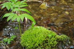 山散歩３・・・
