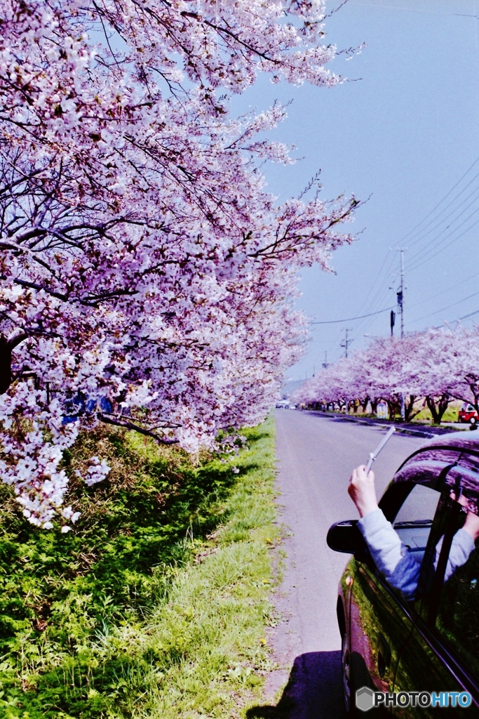 松前桜ロードみっけ！