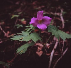 ヤシカマットで撮るシラネアオイ・・