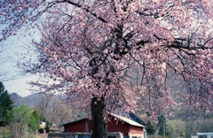 一本桜　フィルムで