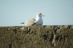 座りてえんだよ＝