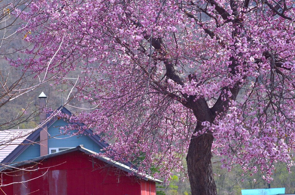 一本桜