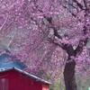 一本桜