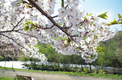 河原の桜３