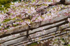 桜・数年後にはトンネルに・・・