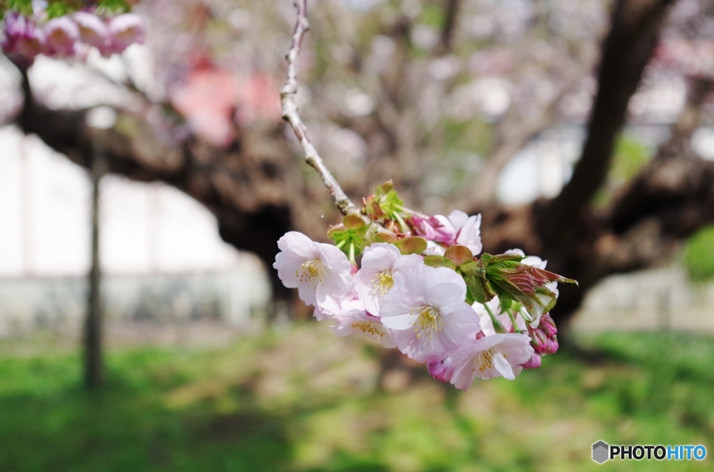 血脈桜
