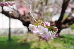 血脈桜