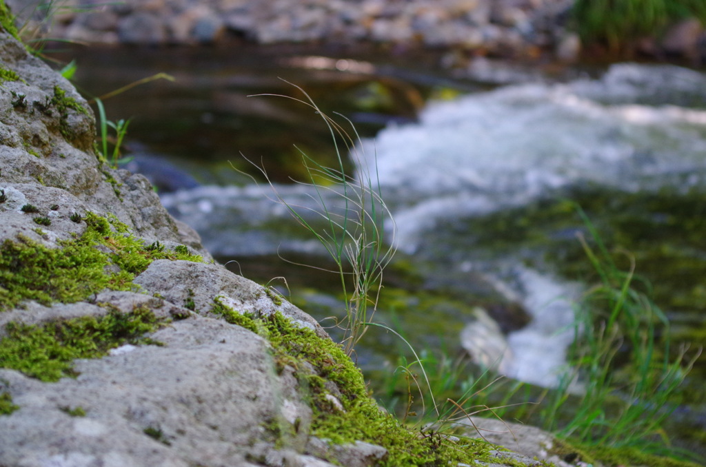夏の日の渓流２
