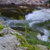 夏の日の渓流２